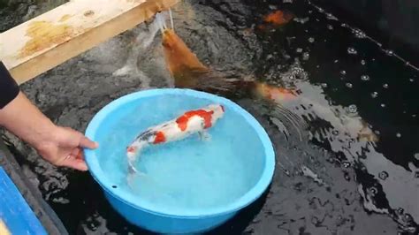 養錦鯉|錦鯉の飼育方法